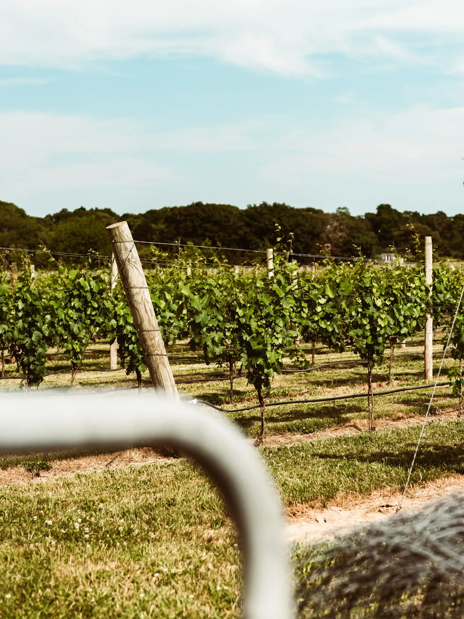 Rows of vines with grass growing between them, seen past a gate rail under a summer sky