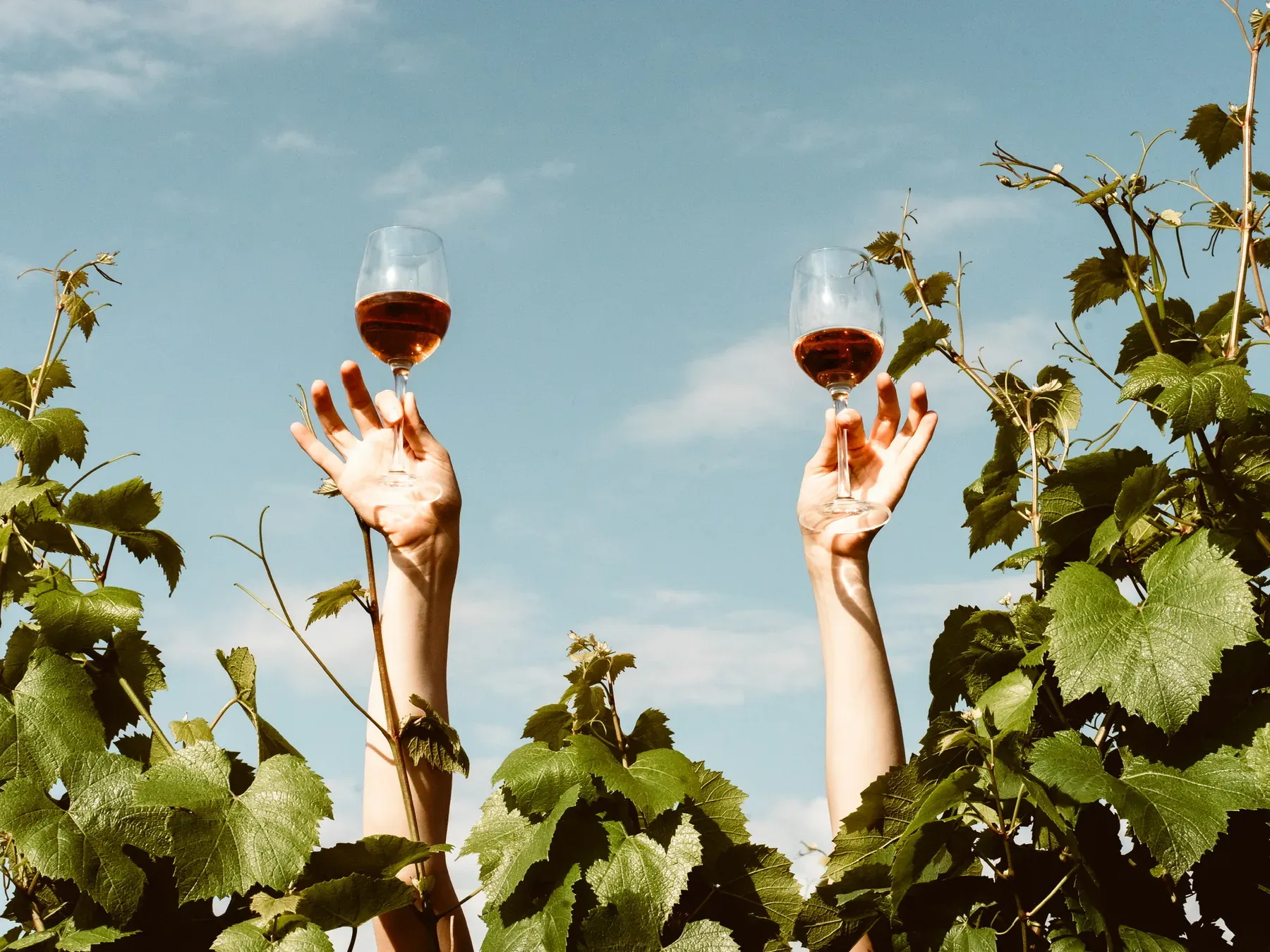 Two hands raising glasses of wine above the grapevines against a blue sky